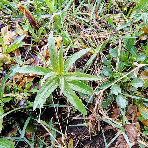 Garlapu veronika Veronica longifolia