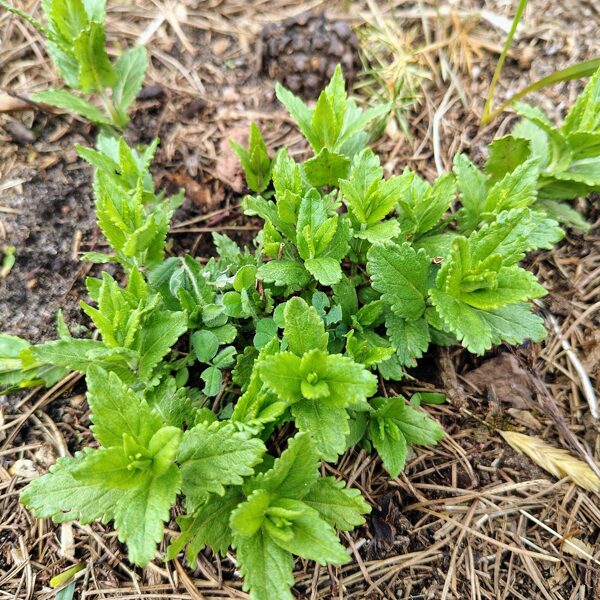 Krasta veronika Veronica teucrium