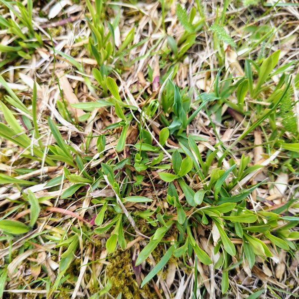 Parastā sveķene Viscaria vulgaris (BVZ indikatorsuga)