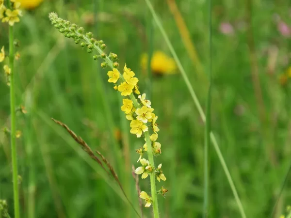Ārstniecības ancītis Agrimonia eupatoria