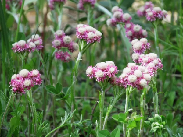 Divmāju kaķpēdiņa Antennaria dioica