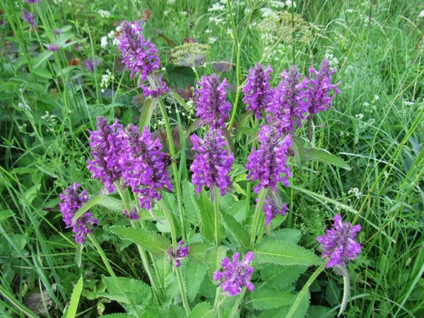 Ārstniecības pātaine Betonica officinalis