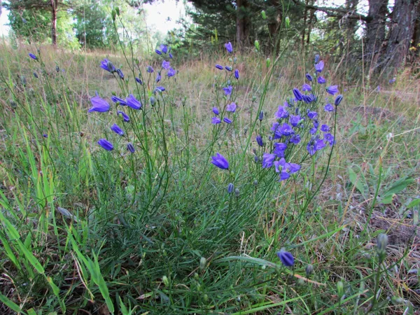 Apaļlapu pulkstenīte Campanula rotundifolia