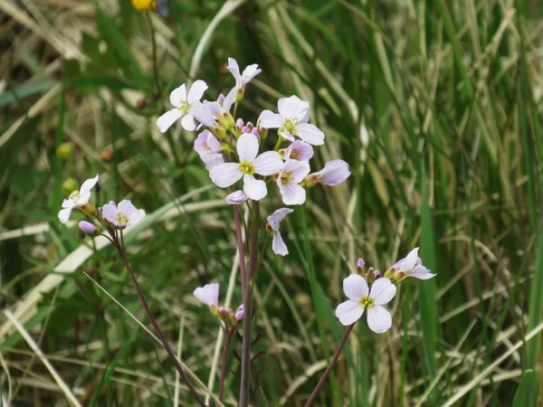 Pļavas ķērsa Cardamine pratensis