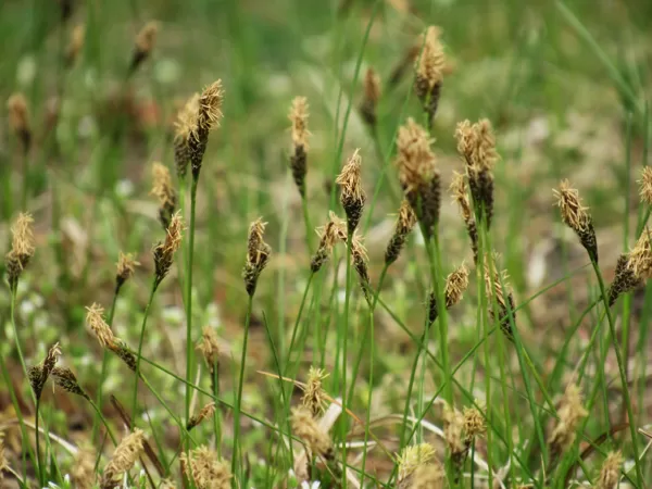 Pavasara grīslis Carex caryophyllea
