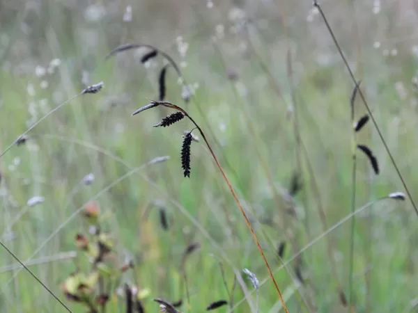 Zilganais grīslis Carex flacca
