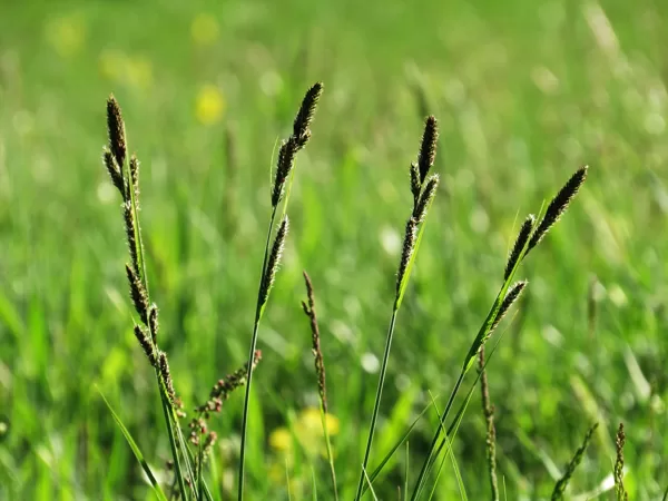 Hartmaņa grīslis Carex hartmanii