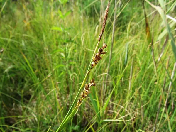 Sāres grīslis Carex panicea