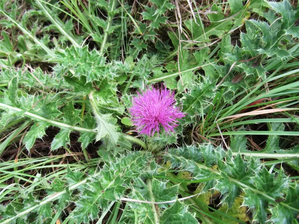 Zemais dadzis Cirsium acaule