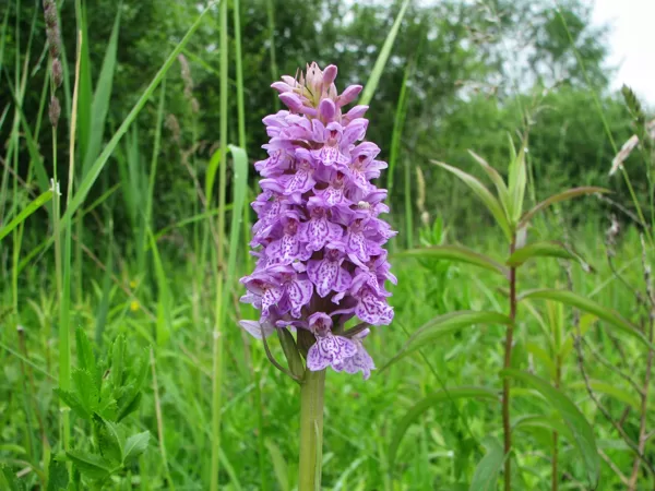 *Baltijas dzegužpirkstīte Dactylorhiza baltica
