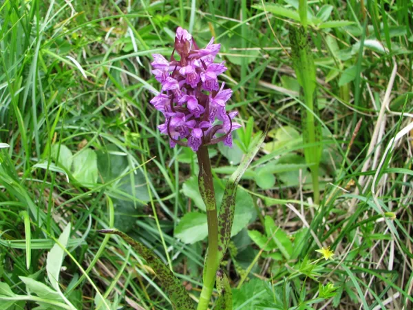 *Asinssarkanā dzegužpirkstīte Dactylorhiza cruenta