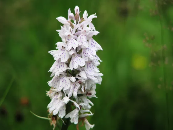 *Plankumainā dzegužpirkstīte Dactylorhiza maculata