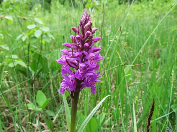 *Stāvlapu dzegužpirkstīte Dactylorhiza incarnata