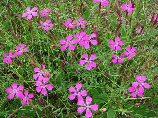 Dzirkstelīte Dianthus deltoides