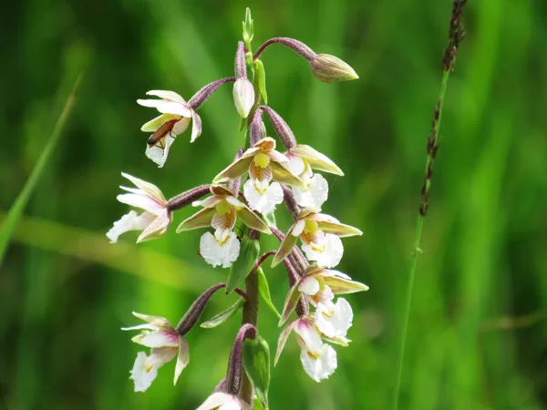*Purva dzeguzene Epipactis palustris