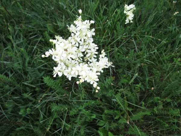 Lielziedu vīgrieze Filipendula ulmaria