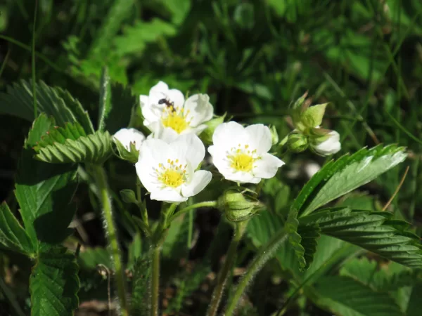 Spradzene Fragaria viridis