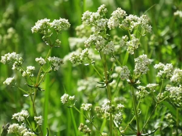 Ziemeļu madara Galium boreale