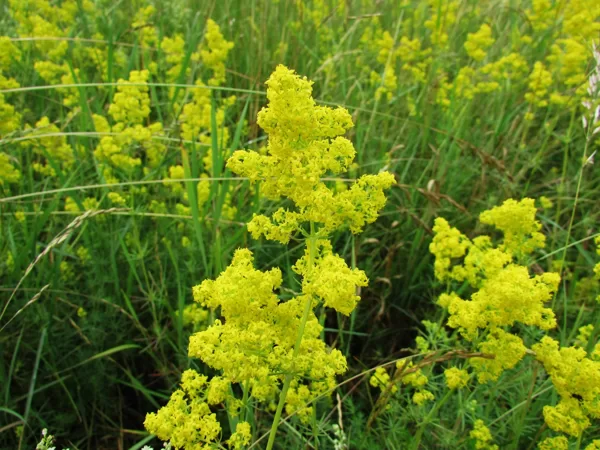 Īstā madara Galium verum