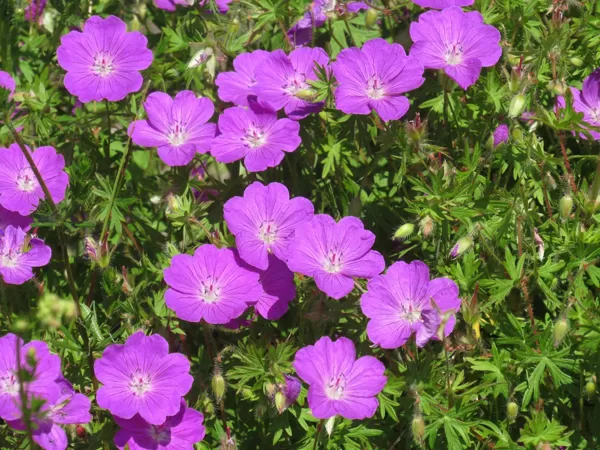 Asinssārtā gandrene Geranium sanguineum