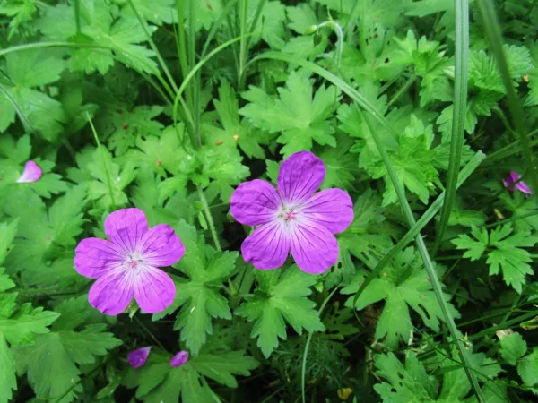 Purva gandrene Geranium palustre