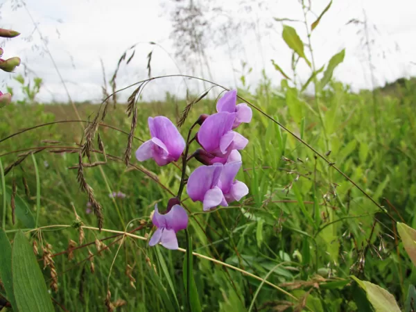 Purva dedestiņa Lathyrus palustris