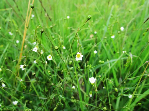 Pļavas liniņš Linum catharticum