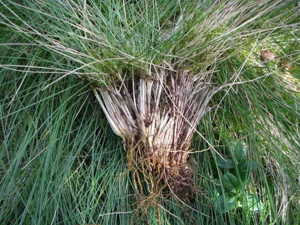 Stāvā vilkakūla Nardus stricta (cers)
