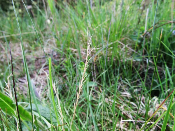 Stāvā vilkakūla Nardus stricta (vārpa)