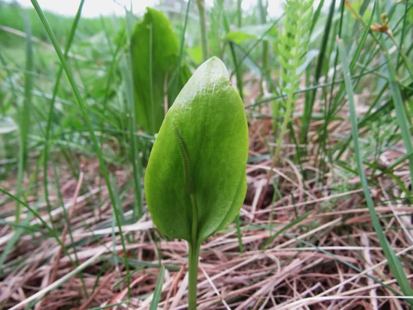 Parastā čūskmēlīte Ophioglossum vulgatum