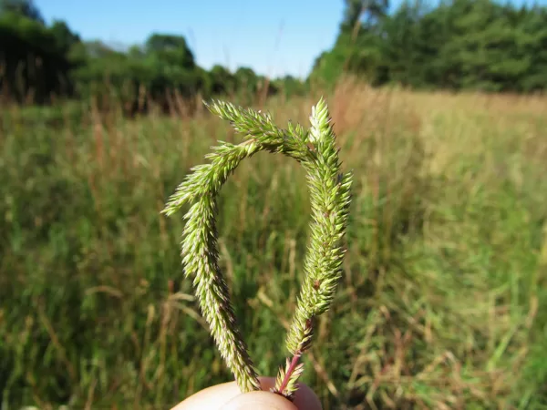 Stepes timotiņš Phleum phleoides