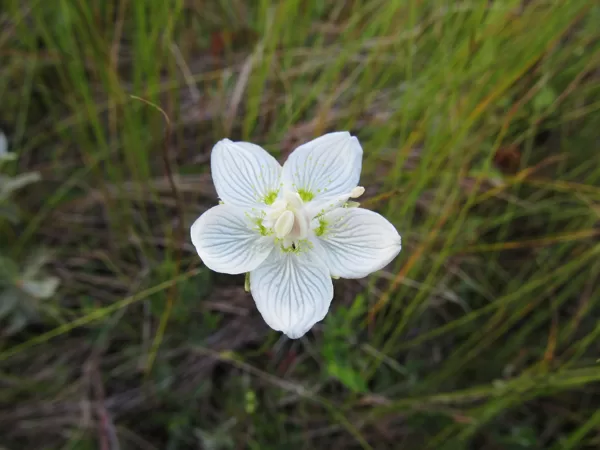 Purva atālene Parnassia palustris (zieds)