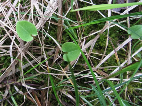 Purva atālene Parnassia palustris (lapas)