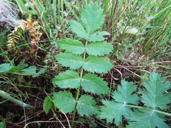 Klinšu noraga Pimpinella saxifraga (lapa)