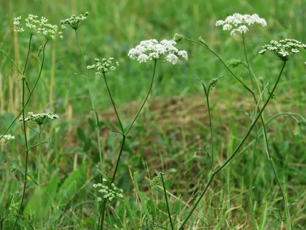 Klinšu noraga Pimpinella saxifraga (ziedkopas)