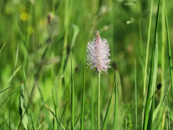 Vidējā ceļteka Plantago media (ziedu vārpa)