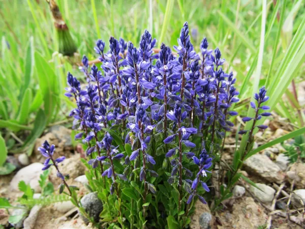 Rūgtā ziepenīte Polygala amarella