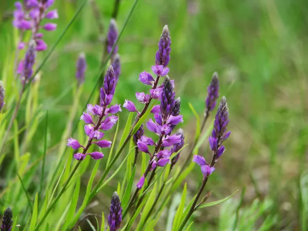 Cekulainā ziepenīte Polygala comosa