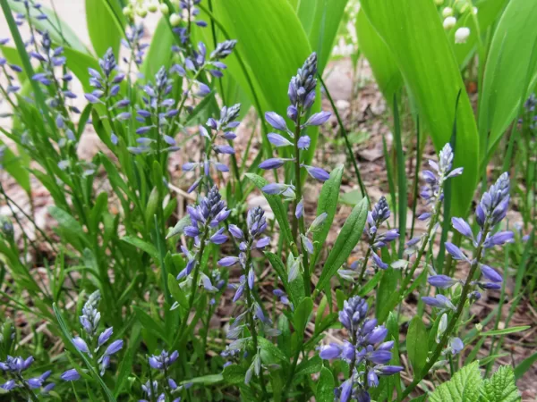 Parastā ziepenīte Polygala vulgaris
