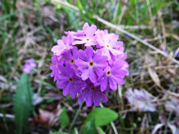 *Bezdelīgactiņa Primula farinosa