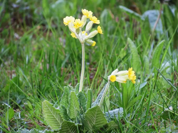 Gaiļbiksīte Primula veris