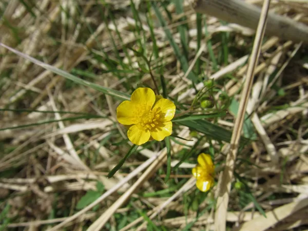 Zeltainā gundega Ranunuculus auricomus (zieds)