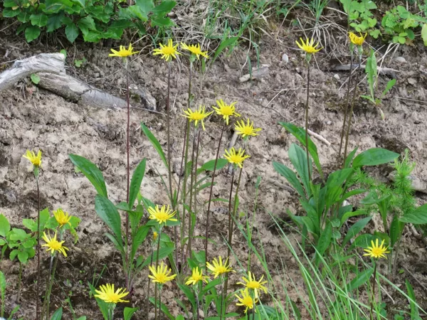 Zemā raudupe Scorzonera humilis (kopskats, ziedi)