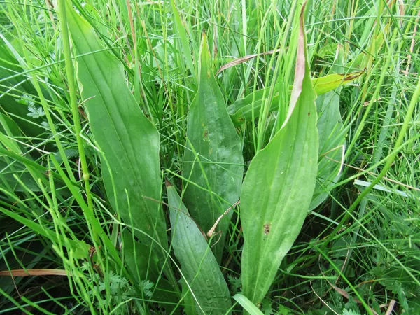 Zemā raudupe Scorzonera humilis (lapas)