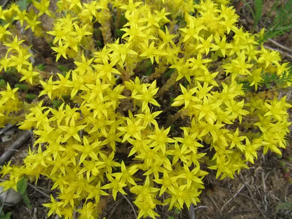 Kodīgais laimiņš Sedum acre