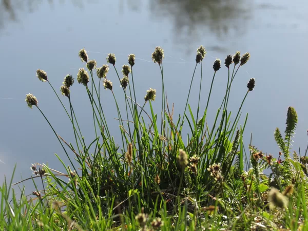 Zilganā seslērija Sesleria caerulea