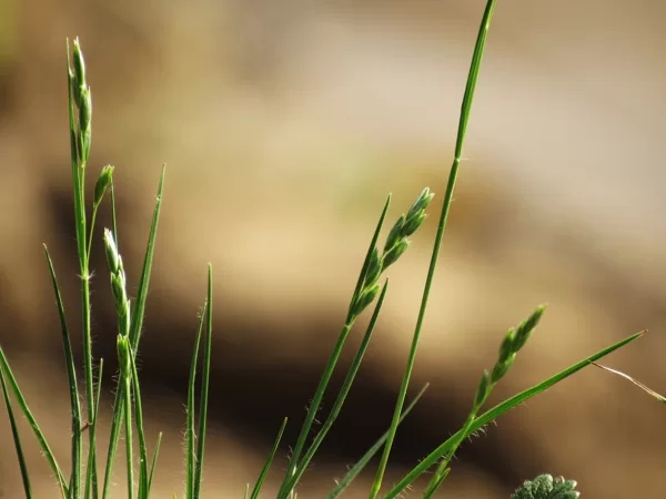 Pazvilā misiņsmilga Sieglingia decumbens