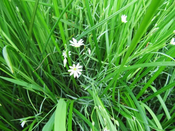 Purva virza Stellaria palustris