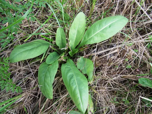 Pļavas vilkmēle Succisa pratensis (lapu rozete)