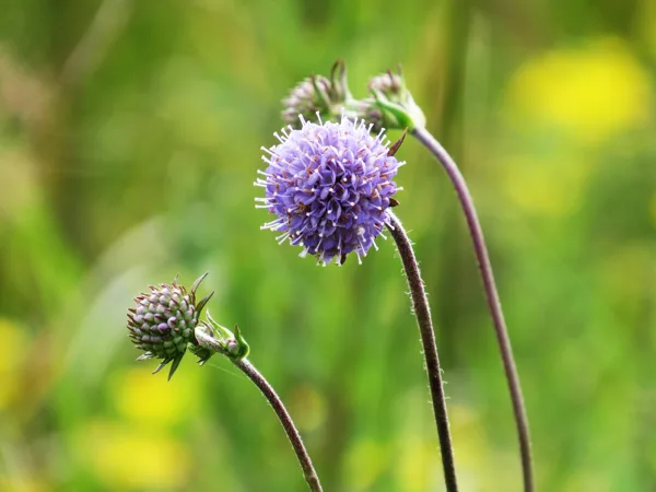 Pļavas vilkmēle Succisa pratensis (zieds)